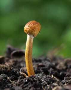 Housenice štíhlá - Cordyceps gracilis (L.) Link.