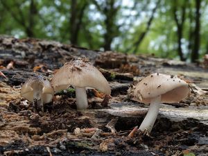 Slzečník štítovkovitý - Bolbitius reticulatus var. pluteoides (M.M. Moser) Arnolds 2003