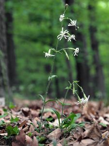 Silenka nicí (Silene nutans L. )