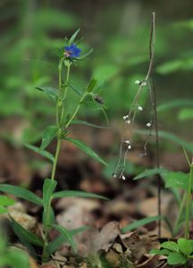 Kamejka modronachová (Lithospermum purpureo-coeruleum L.)