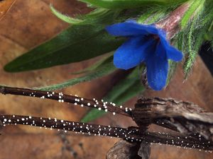 Kamejka modronachová (Lithospermum purpureo-coeruleum L.)
