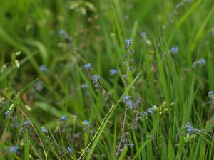 Pomněnka chlumní (Myosotis ramosissima Rochel ex Schult.)