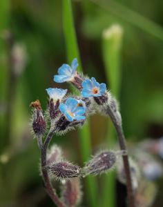 Pomněnka chlumní (Myosotis ramosissima Rochel ex Schult.)