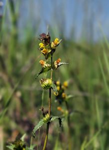 Kokrhel menší (Rhinanthus minor L.)