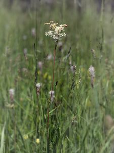 Tužebník obecný (Filipendula vulgaris)