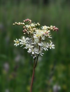 Tužebník obecný (Filipendula vulgaris)