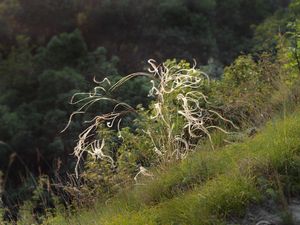 Kavyl Ivanův (Stipa joannis Čelak)