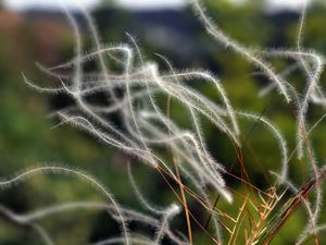 Kavyl Ivanův (Stipa joannis Čelak)