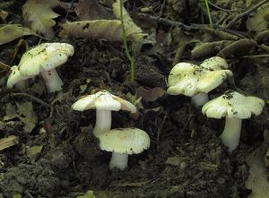 Vláknice začervenalá (Patouillardova) - Inocybe erubescens A. Blytt