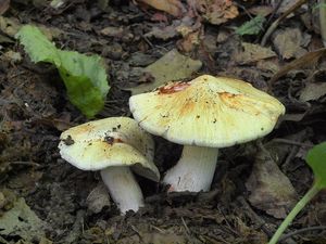 Vláknice začervenalá (Patouillardova) - Inocybe erubescens A. Blytt