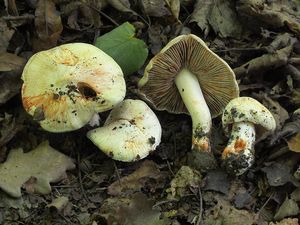 Vláknice začervenalá (Patouillardova) - Inocybe erubescens A. Blytt