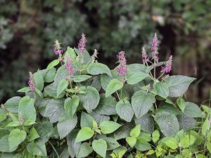 Čistec lesní (Stachys sylvatica)