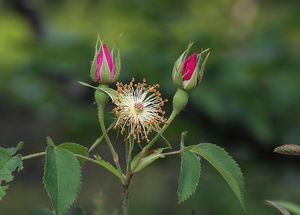 Růže galská (Rosa gallica L.)