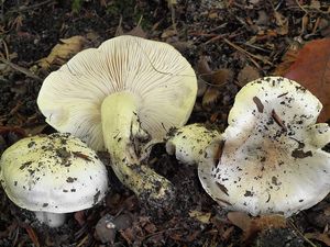 Čirůvka žloutnoucí - Tricholoma sulphurescens Bres. 1905