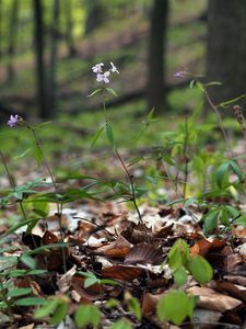 Kyčelnice cibulkonosná  (Dentaria bulbifera)