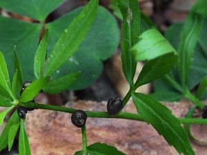 Kyčelnice cibulkonosná  (Dentaria bulbifera)