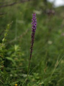 Pětiprstka žežulník (Gymnadenia conopsea)