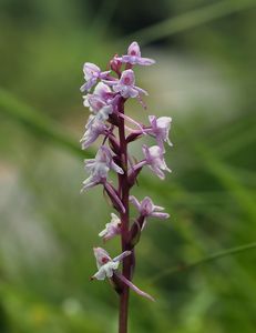 Pětiprstka žežulník (Gymnadenia conopsea)