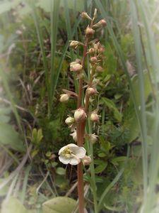 Hruštička okrouhlolistá (Pyrola rotundifolia)