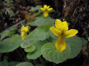 Violka dvoukvětá (Viola biflora L.)