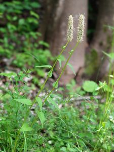 Zvonečník klasnatý (Phyteuma spicatum)