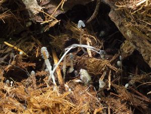 Hnojník rýhovaný - Coprinopsis radiata (Bolton) Redhead, Vilgalys & Moncalvo 2001