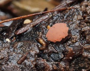 Plátenice fialová - Ombrophila ianthina  P. Karst.