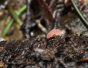 Plátenice fialová - Ombrophila ianthina  P. Karst.