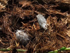 Hnojník rýhovaný - Coprinopsis radiata (Bolton) Redhead, Vilgalys & Moncalvo 2001