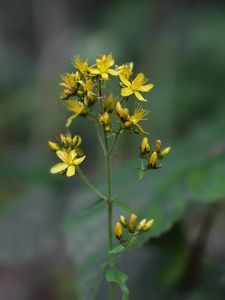 Třezalka chlupatá (Hypericum hirsutum L.)