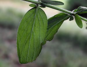 Třezalka chlupatá (Hypericum hirsutum L.)