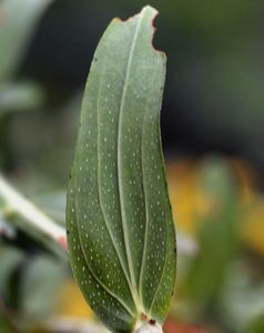 Třezalka tečkovaná (Hypericum perforatum)