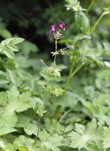 Kakost hnědočervený (Geranium phaeum)