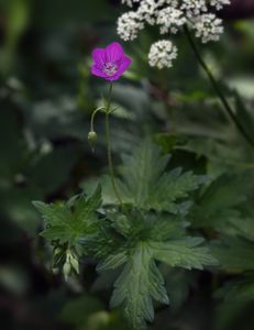 Kakost bahenní (Geranium palustra l.)