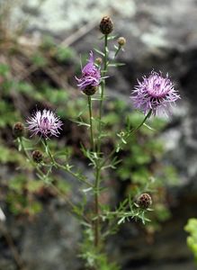 Chrpa latnatá (Centaurea stoebe L.)