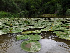 Stulík žlutý (Nuphar lutea (L.))