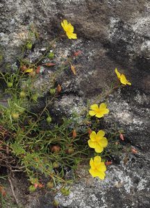 Devaterka poléhavá (Fumana procumbens Gr. et Godr.)