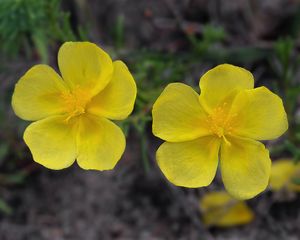 Devaterka poléhavá (Fumana procumbens Gr. et Godr.)