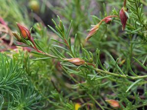 Devaterka poléhavá (Fumana procumbens Gr. et Godr.)