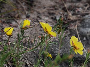 Devaterka poléhavá (Fumana procumbens Gr. et Godr.)