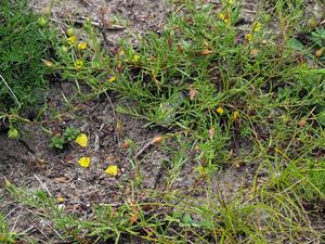 Devaterka poléhavá (Fumana procumbens Gr. et Godr.)