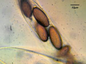 Hovník otrubičnatý - Ascobolus furfuraceus Pers.