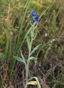 Pilát lékařský (Anchusa officinalis L.)