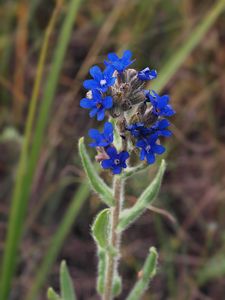 Pilát lékařský (Anchusa officinalis L.)