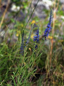 Rozrazil klasnatý (Veronica spicata L.)