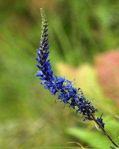 Rozrazil klasnatý (Veronica spicata L.)