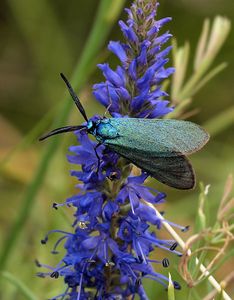 Rozrazil klasnatý (Veronica spicata L.)