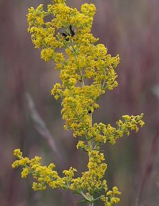 Svízel syřišťový (Galium verum L.)