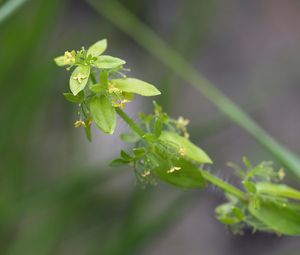 Svízelka chlupatá (Cruciata laevipes Opiz)