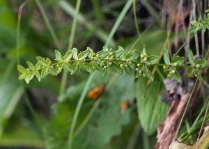 Svízelka lysá (Cruciata glabra (L.) Ehrend.)